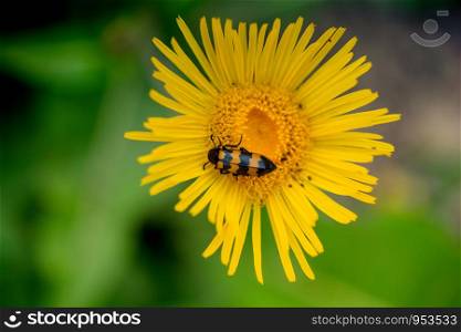 Insect feeding on a flower in nature