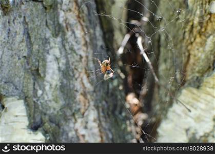 Insect in a web against tree bark, an insect