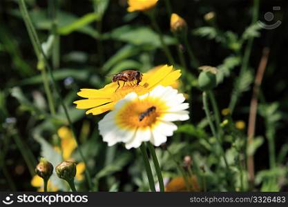 insect on chrysanthemum