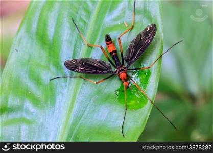 Insect on leaf, beautiful wildlife in tropical forest
