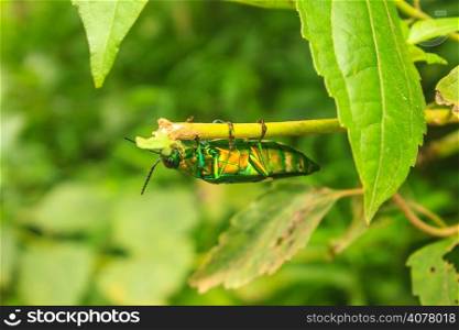insect on leaf from Thailand, beetle in Genus steriocera