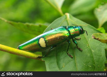 insect on leaf from Thailand, beetle in Genus steriocera