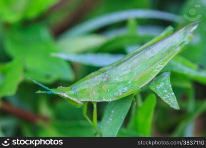 insect on leaf, Grasshopper perching on a leaf