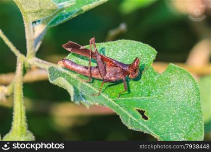 insect on leaf, Grasshopper perching on a leaf