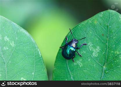 insect on plant, insect in nature background