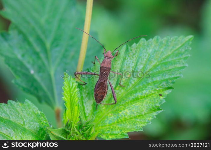 insect on plant, insect in nature background