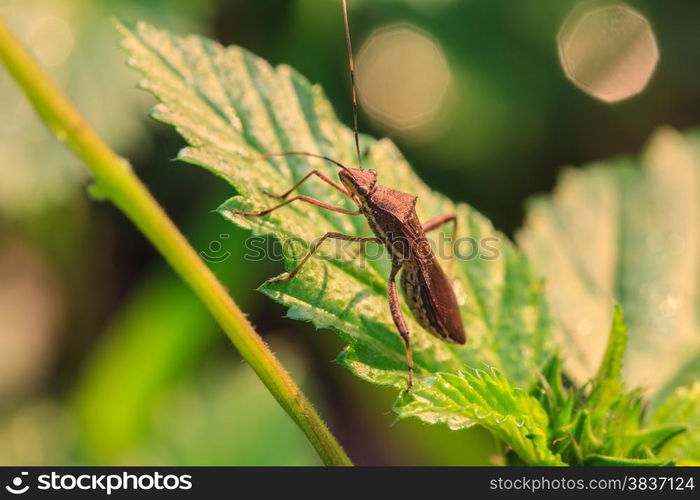 insect on plant, insect in nature background