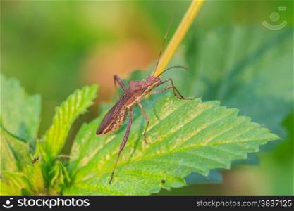 insect on plant, insect in nature background