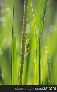 insect on rice field