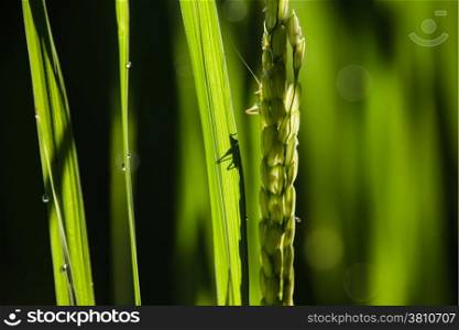 Insect on rice field