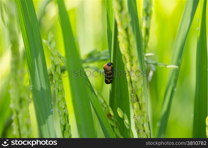 Insect on rice field