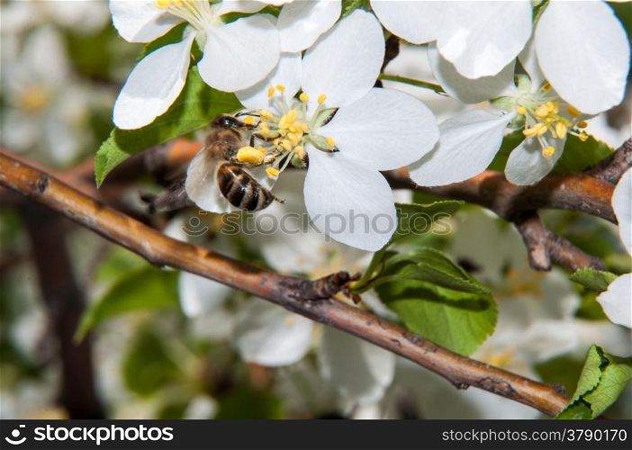 Insect on White Spring Flower Apple