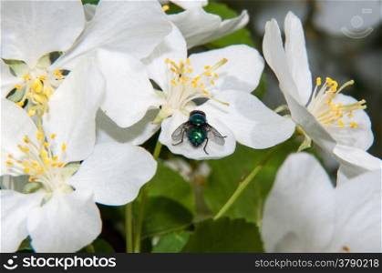 Insect on White Spring Flower Apple