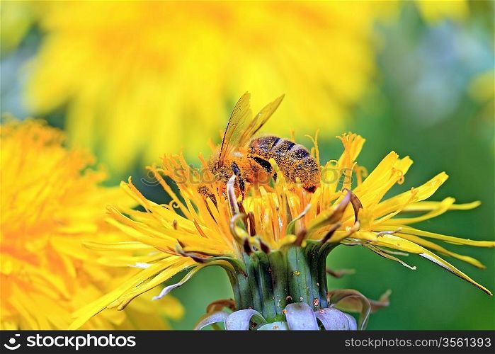 insect on yellow flower on spring field
