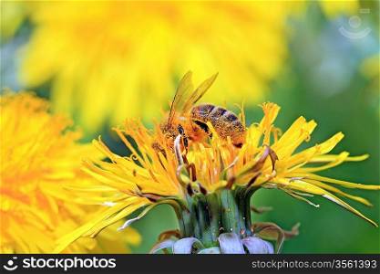 insect on yellow flower on spring field