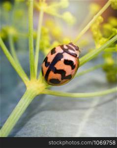 Insect orange ladybug sitting on branch plant