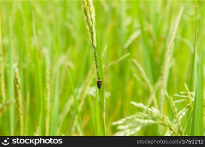 insect perched on rice. The rice are nearing harvest.