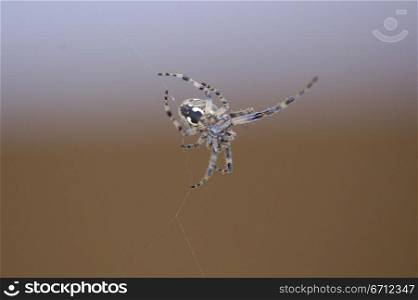 Insect spider