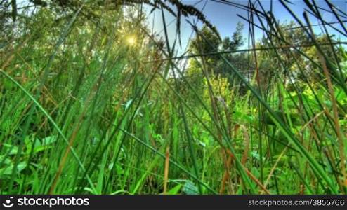 Insects In The Morning Grass. HDR Sunrise Timelapse