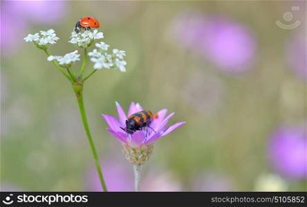 Insects on flowers in summer time
