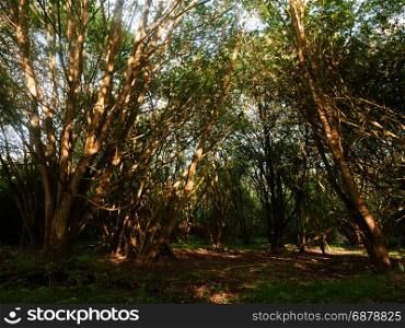 inside a forest on a sunny day at peace and tranquility with tree tops point of view from the ground lush