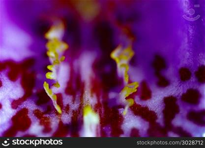 Inside Closeup of a purple orchid blossom with yellow anthere. Inside closup of a purple orchid flower. Inside closup of a purple orchid flower