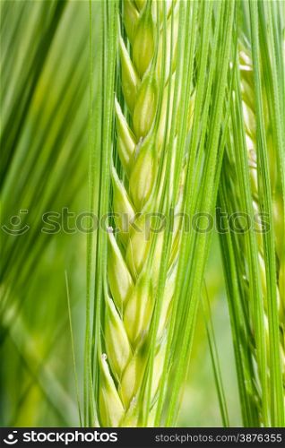 Inside green spike, macro image of a wheat spike.