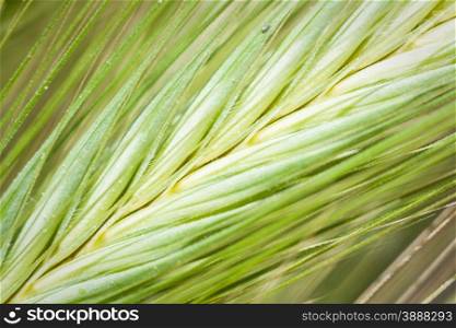 Inside green spike, macro image of a wheat spike.
