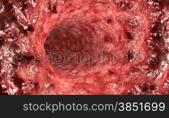 Inside human throat,seamless loop