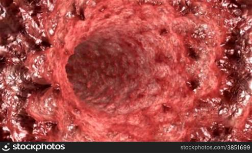 Inside human throat,seamless loop