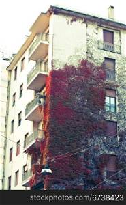 insolite Milan - red old ivy on 5 plans building