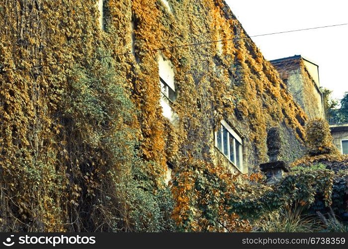 insolite Milan - yellow and green old ivy on ancient palace