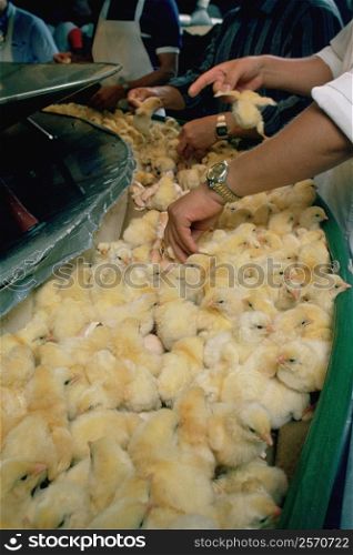 Inspecting chicks at hatchery, Salisbury, Maryland