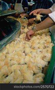 Inspecting chicks at hatchery, Salisbury, Maryland