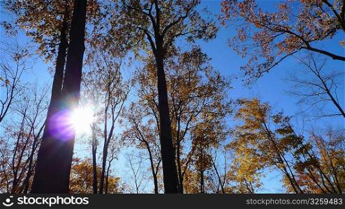 Inspirational sunburst shining through fall foliage.
