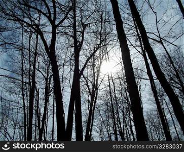 Inspirational sunlight shining through trees.