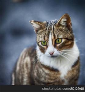 Intense European cat portrait, hdr square image