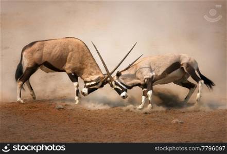 Intense fight between two male Gemsbok on dusty plains of Etosha
