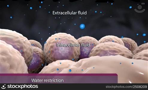 Interaction of cells with water 3D illustration. Interaction of cells with water
