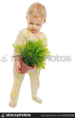 Interested baby examines plant in pot isolated on white