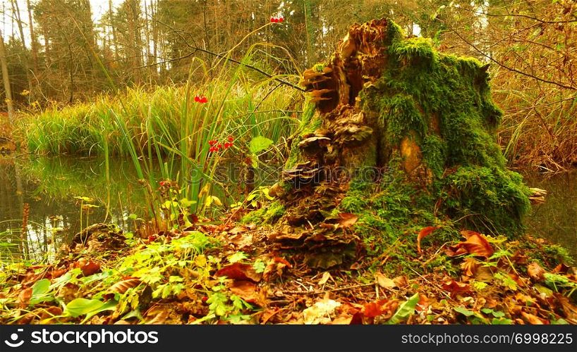 Interesting and decaying stump