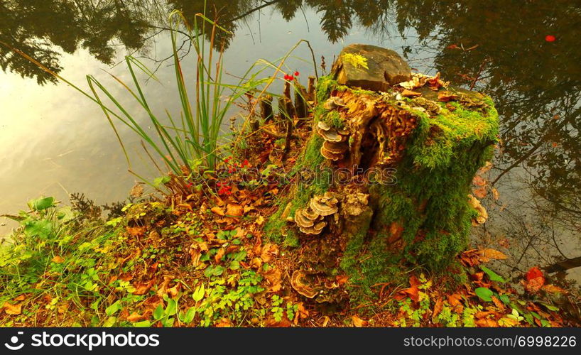 Interesting and decaying stump