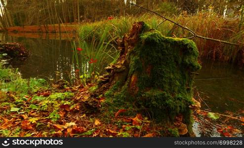 Interesting and decaying stump