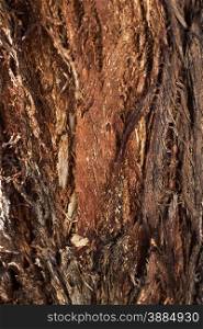 Interesting texture of bark of Forman eucalytus, a tree found in Western Australia