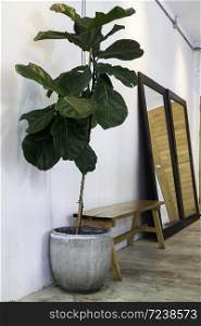 Interior green leaves plant pot, stock photo