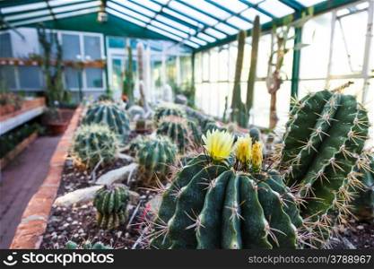 Interior of a cactus greenhouse; detail of the plantation banch