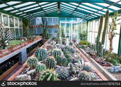 Interior of a cactus greenhouse; detail of the plantation banch