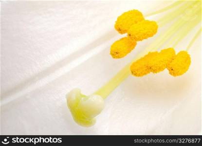 Interior of white lily flower, pistil and stamen