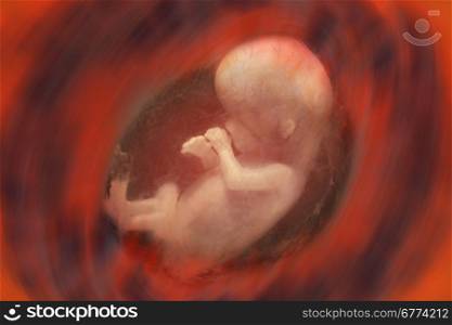 Internal view of a human fetus - approx. 10 weeks
