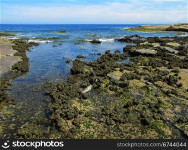 Intertidal rock platform. Intertidal rock platform at the east coast of Australia, tunicates